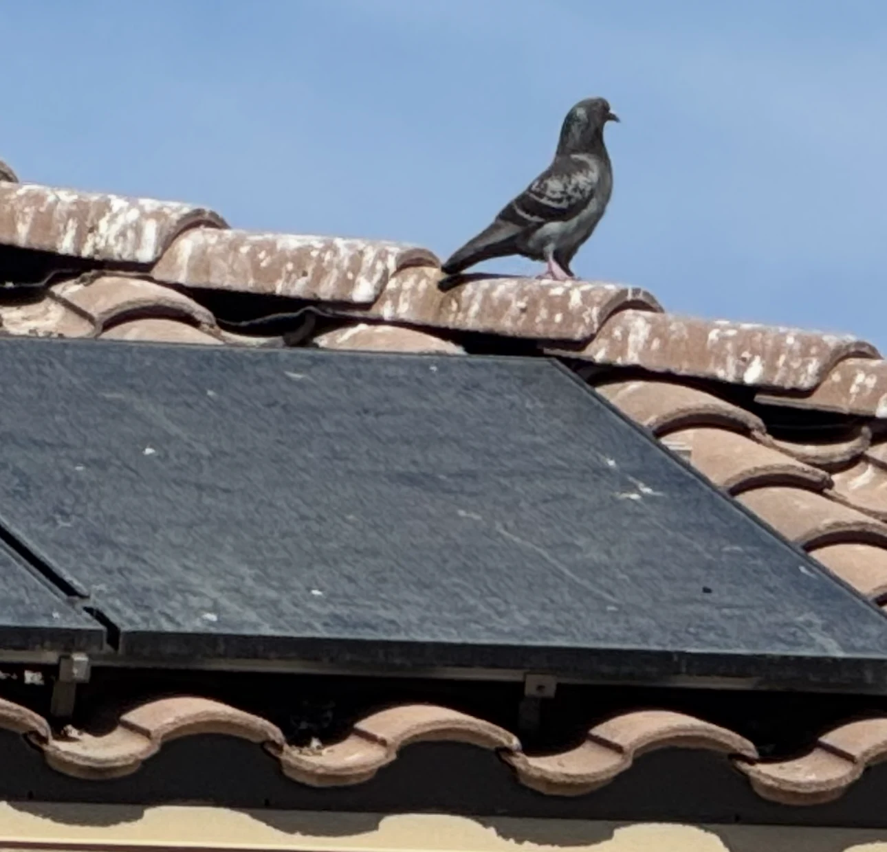Pigeon on a tiled roof beside solar panels — supplied photo